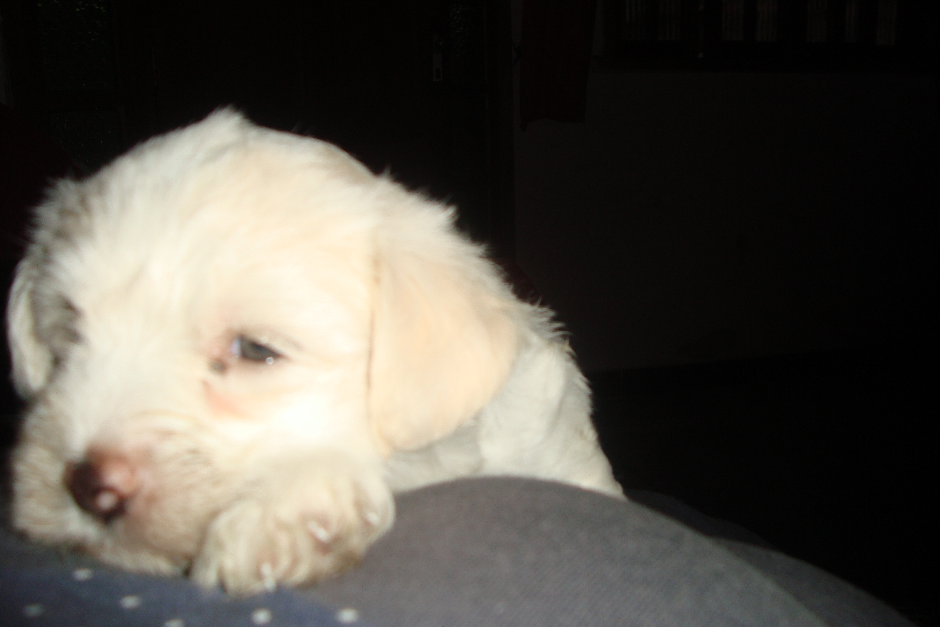 femea coton de tulear